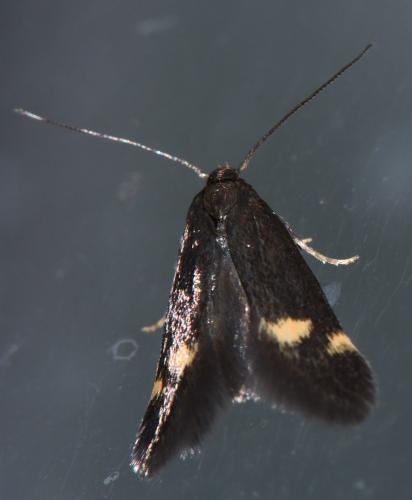 Réf. 323 008 : Borkhausenia minutella